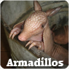 Armadillos